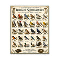 Birds of North America Educational Chart