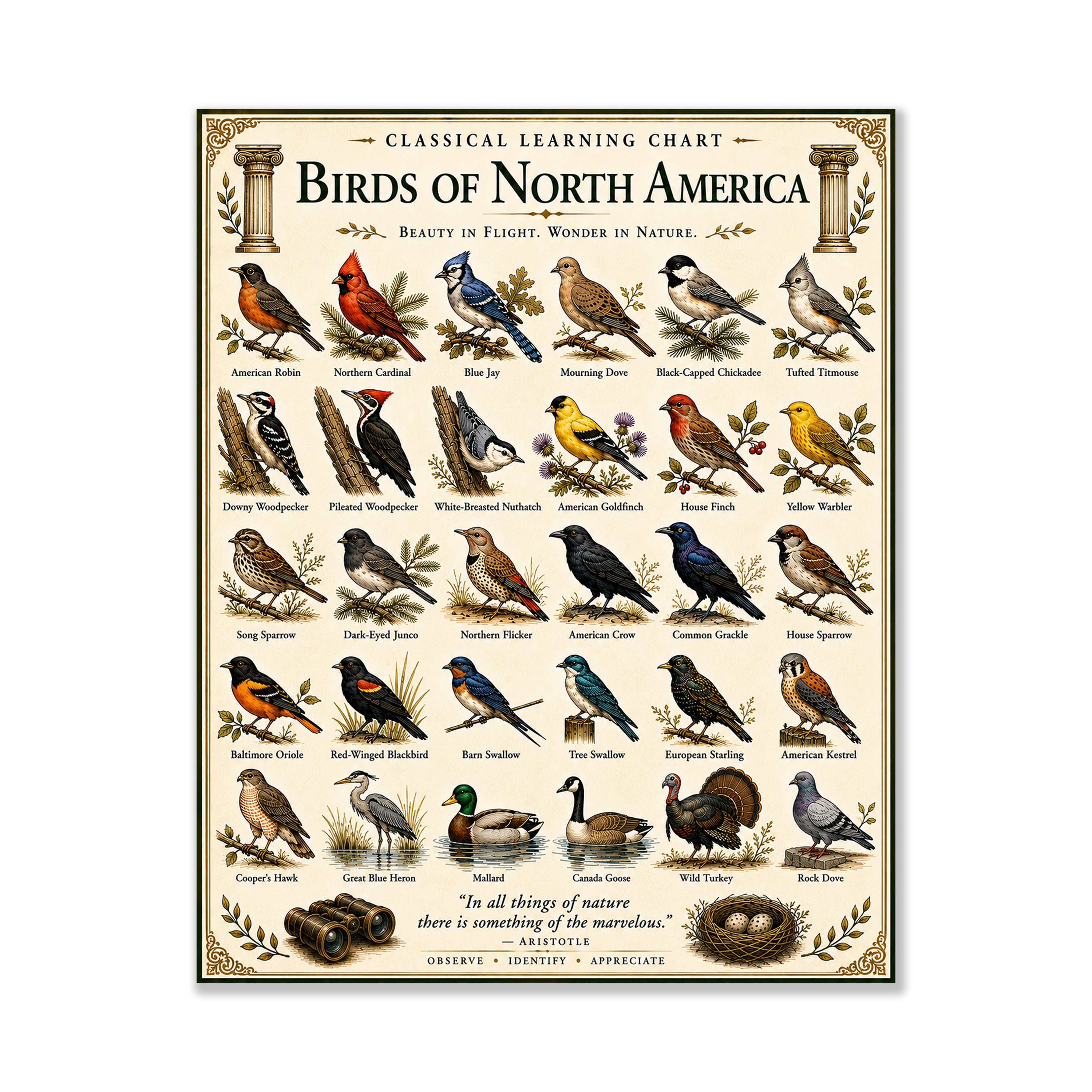 Birds of North America Educational Chart