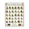 Trees of North America Educational Chart