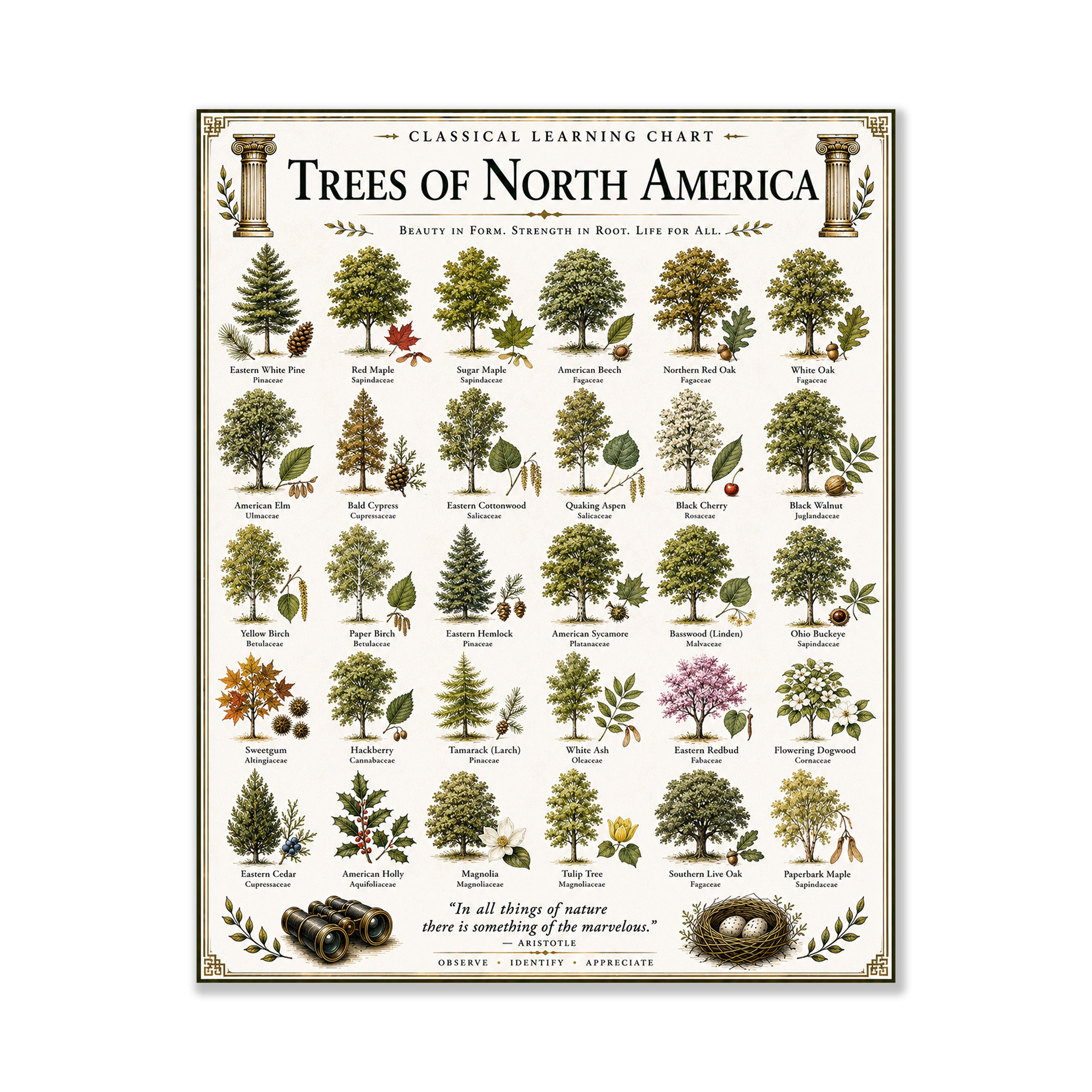 Trees of North America Educational Chart