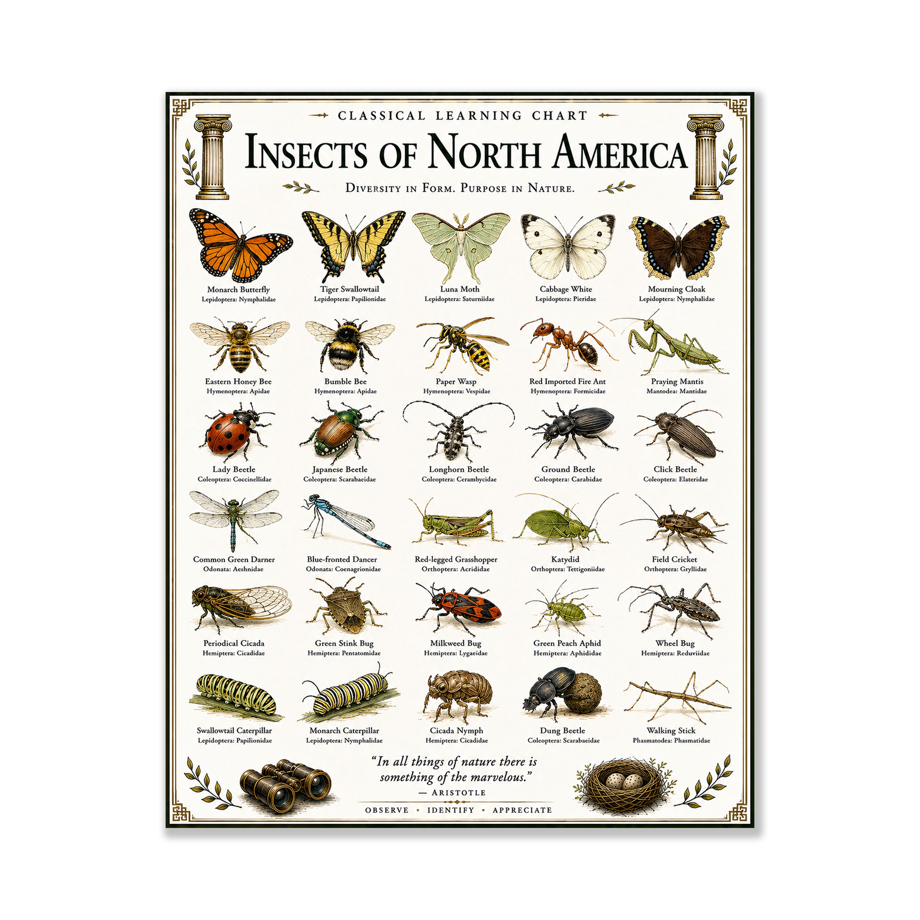 Insects of North America Educational Chart