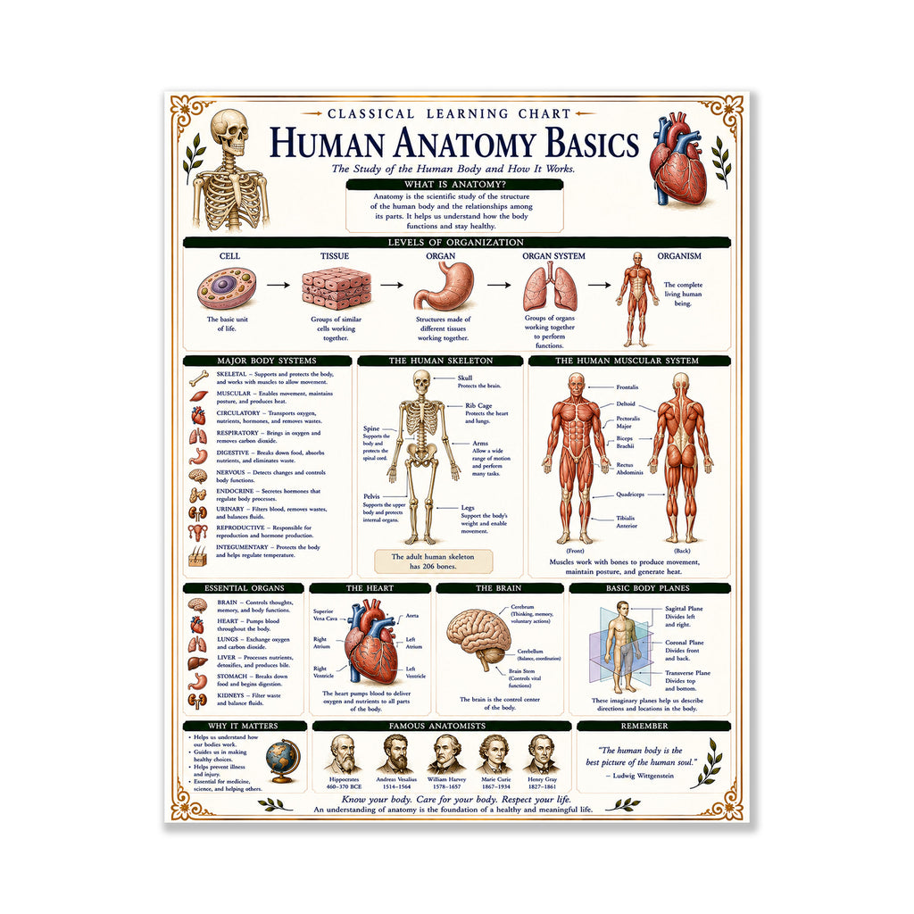 Human Anatomy Basics Classical Learning Chart