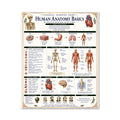 Human Anatomy Basics Classical Learning Chart