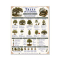 Trees of Florida Classical Learning Chart
