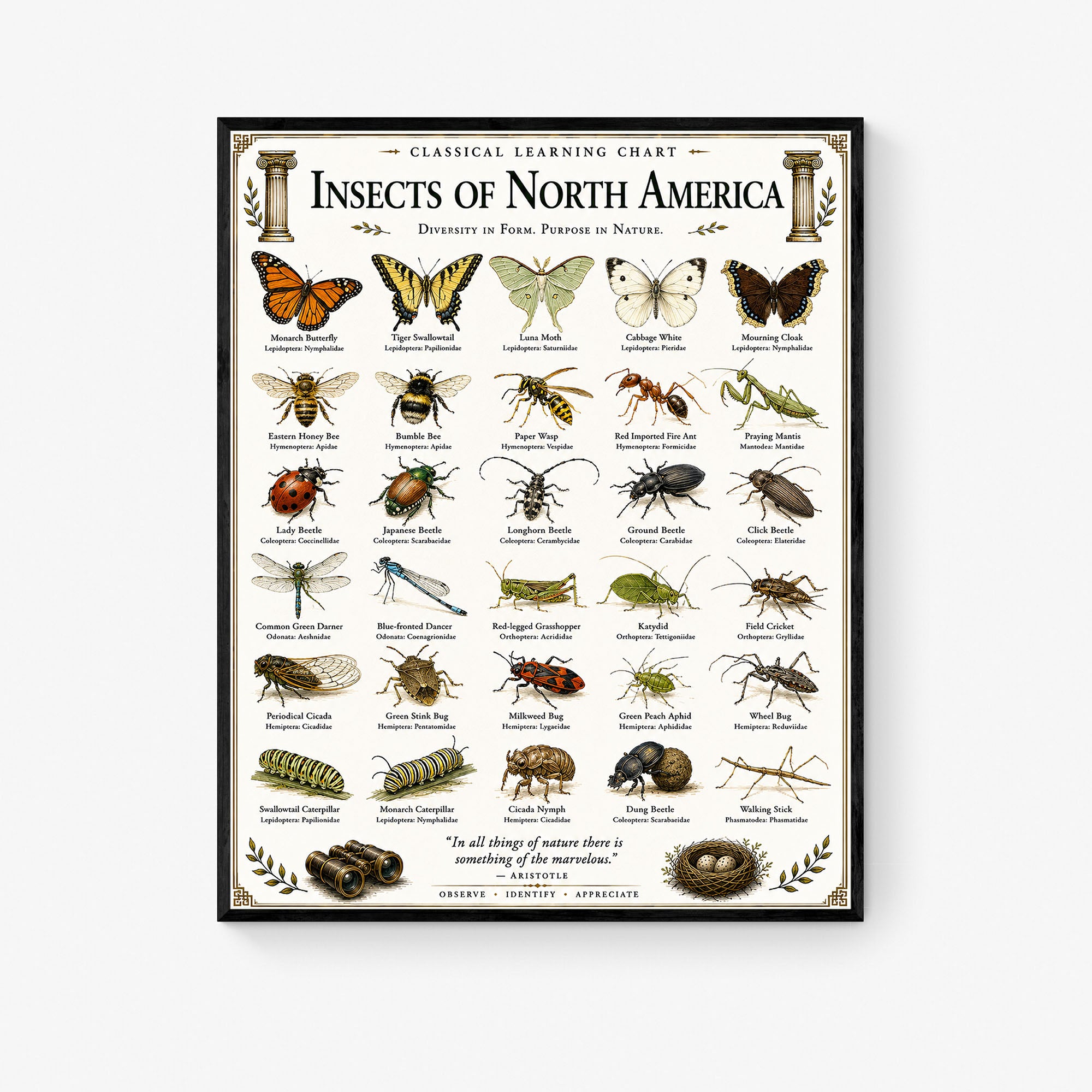 Insects of North America Educational Chart