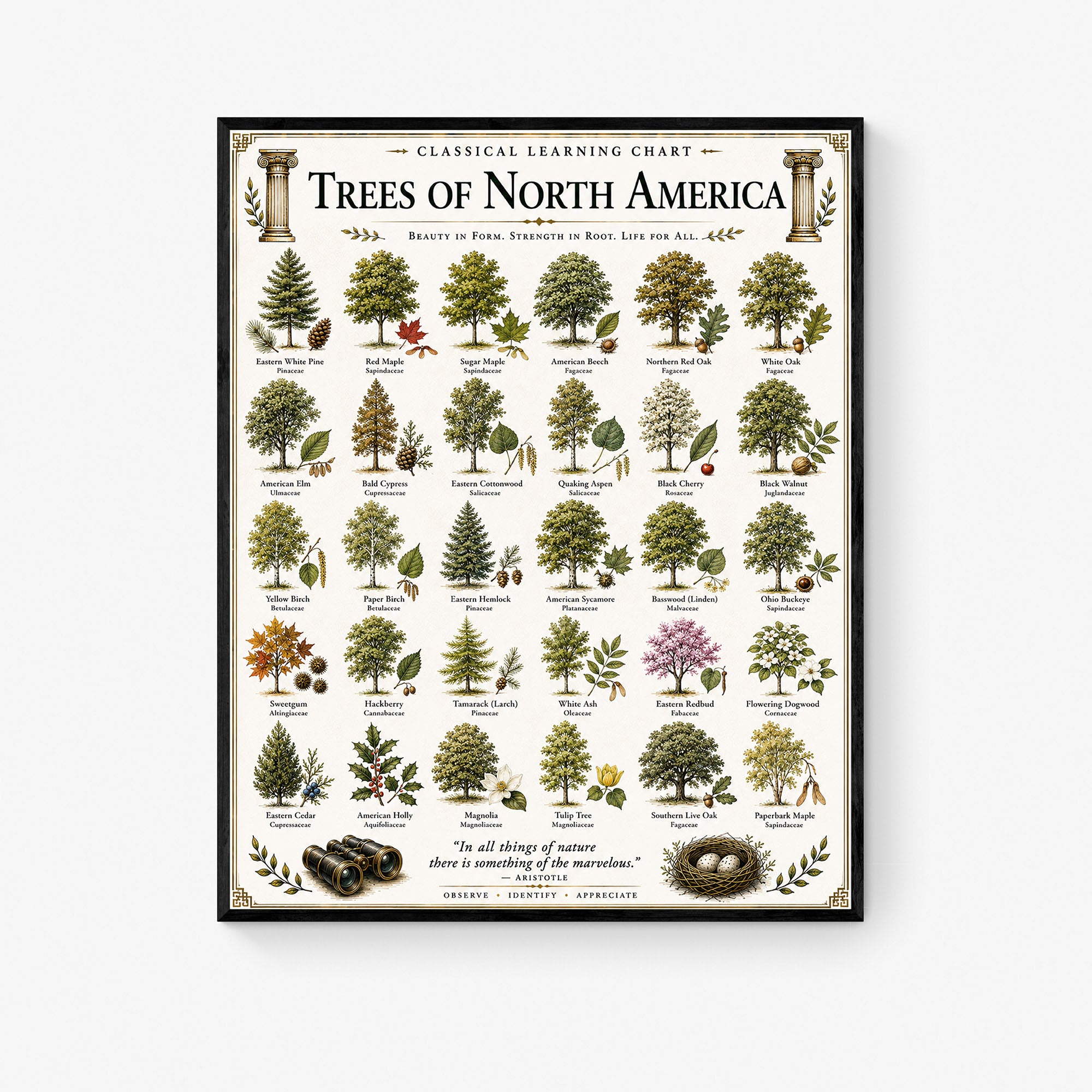 Trees of North America Educational Chart