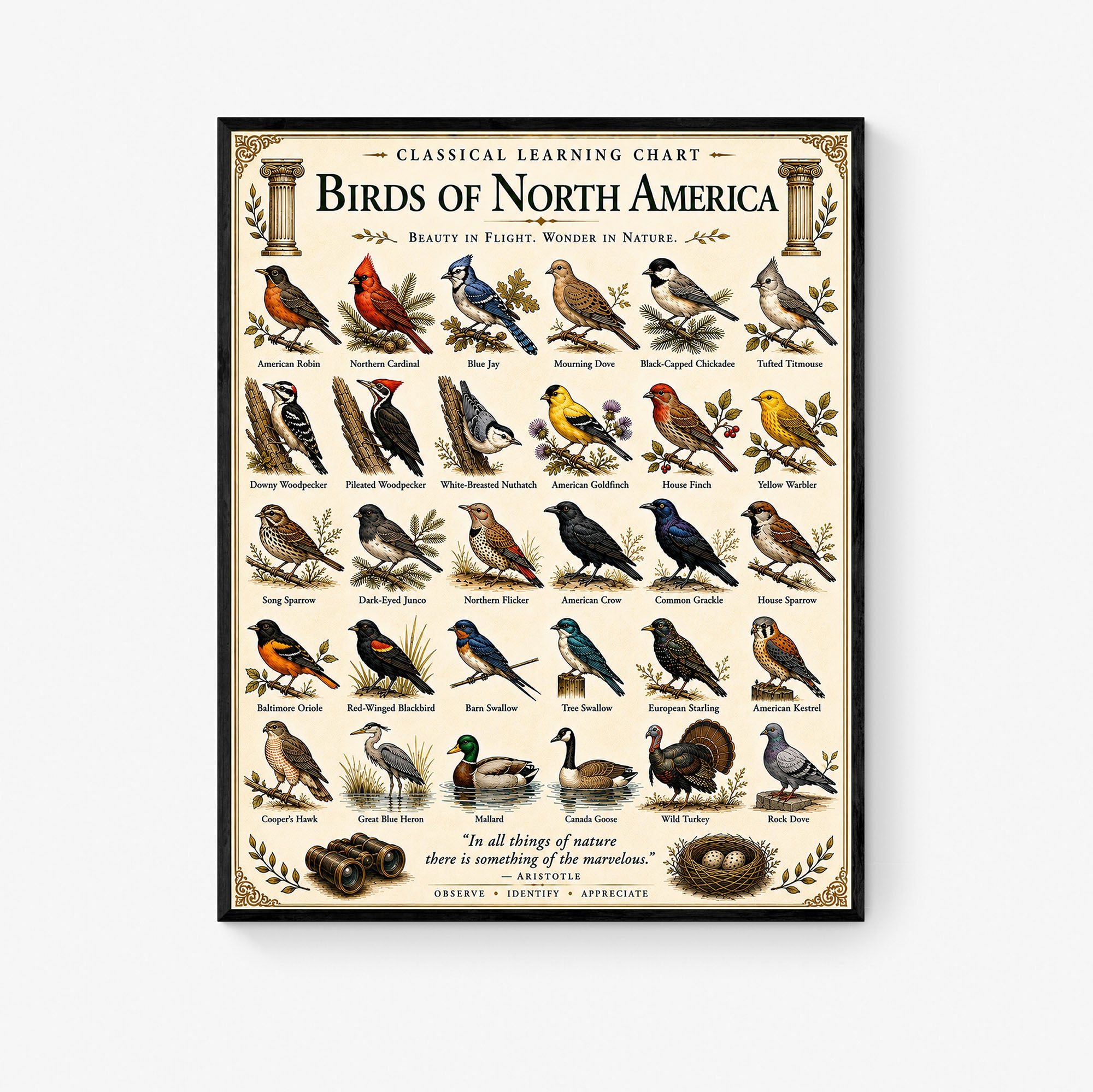 Birds of North America Educational Chart