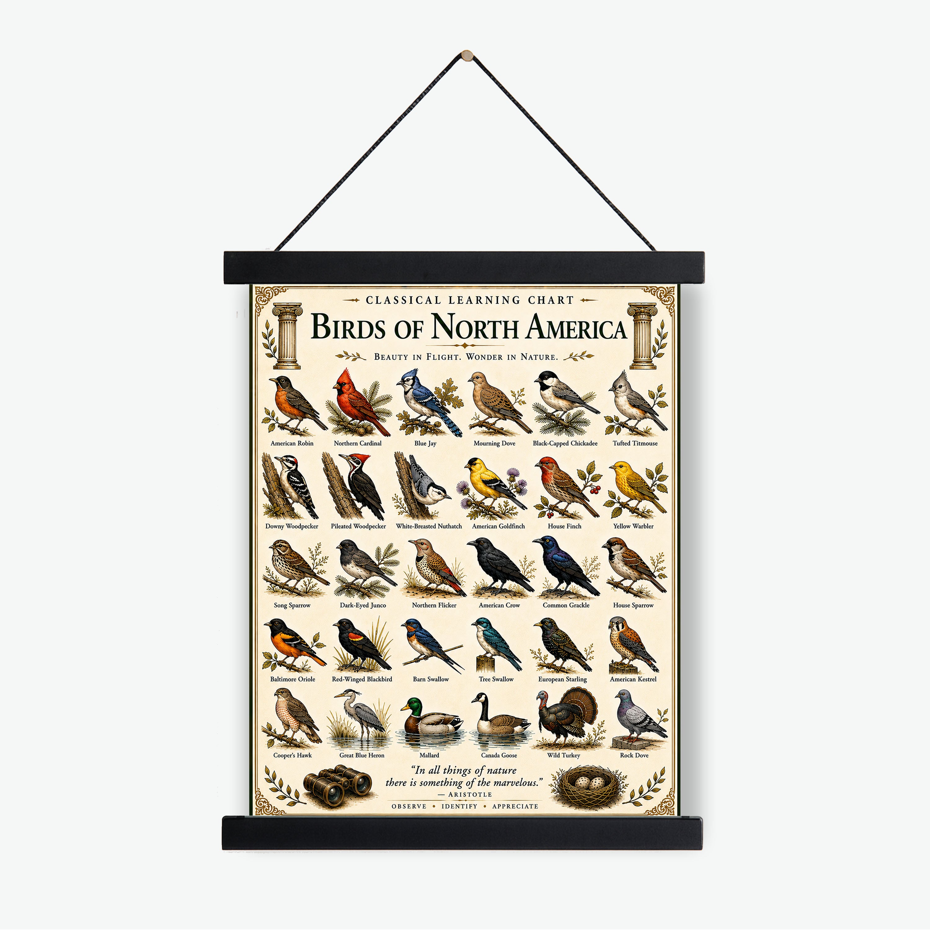Birds of North America Educational Chart