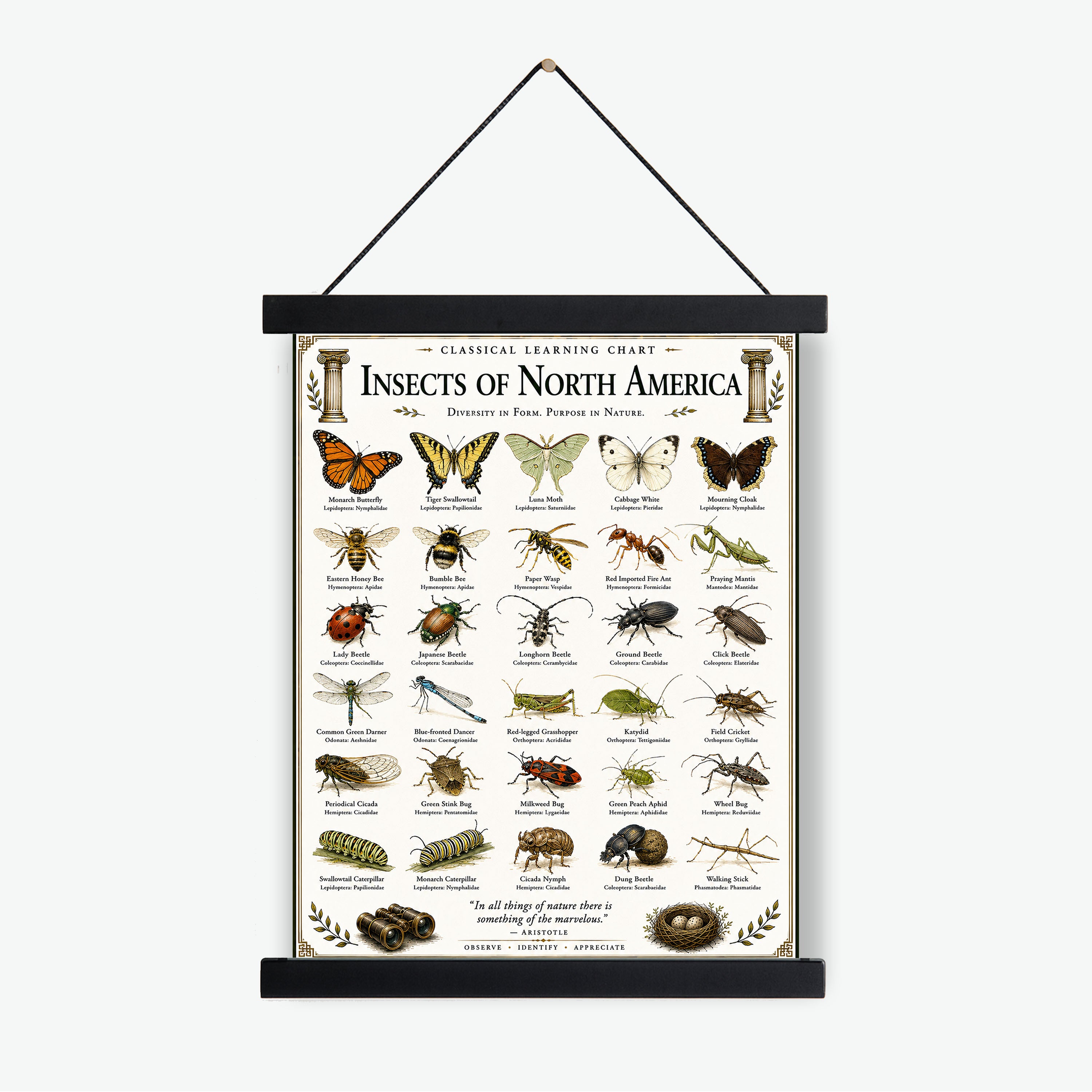 Insects of North America Educational Chart