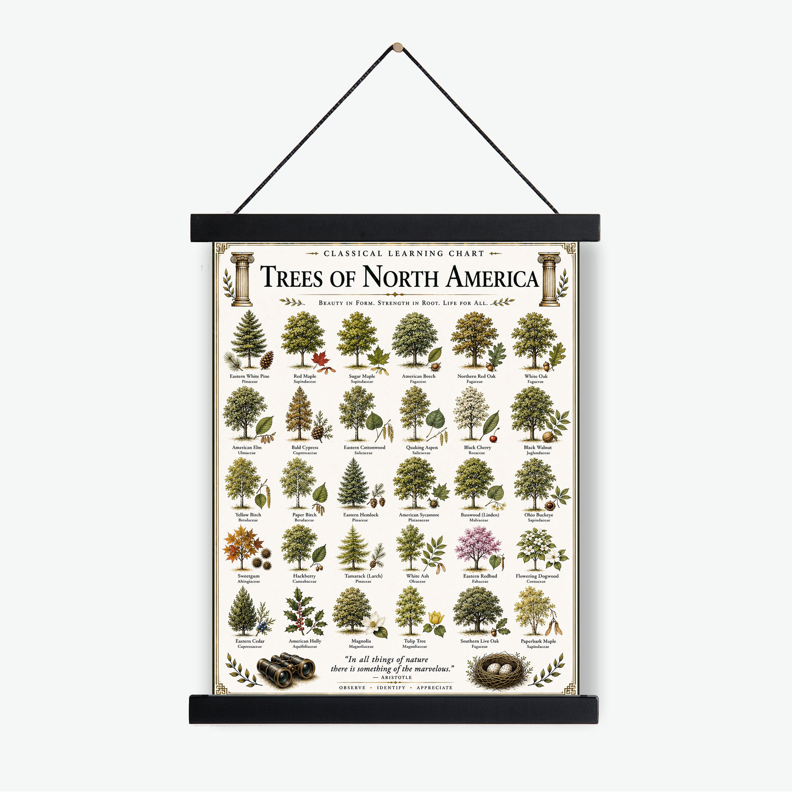 Trees of North America Educational Chart