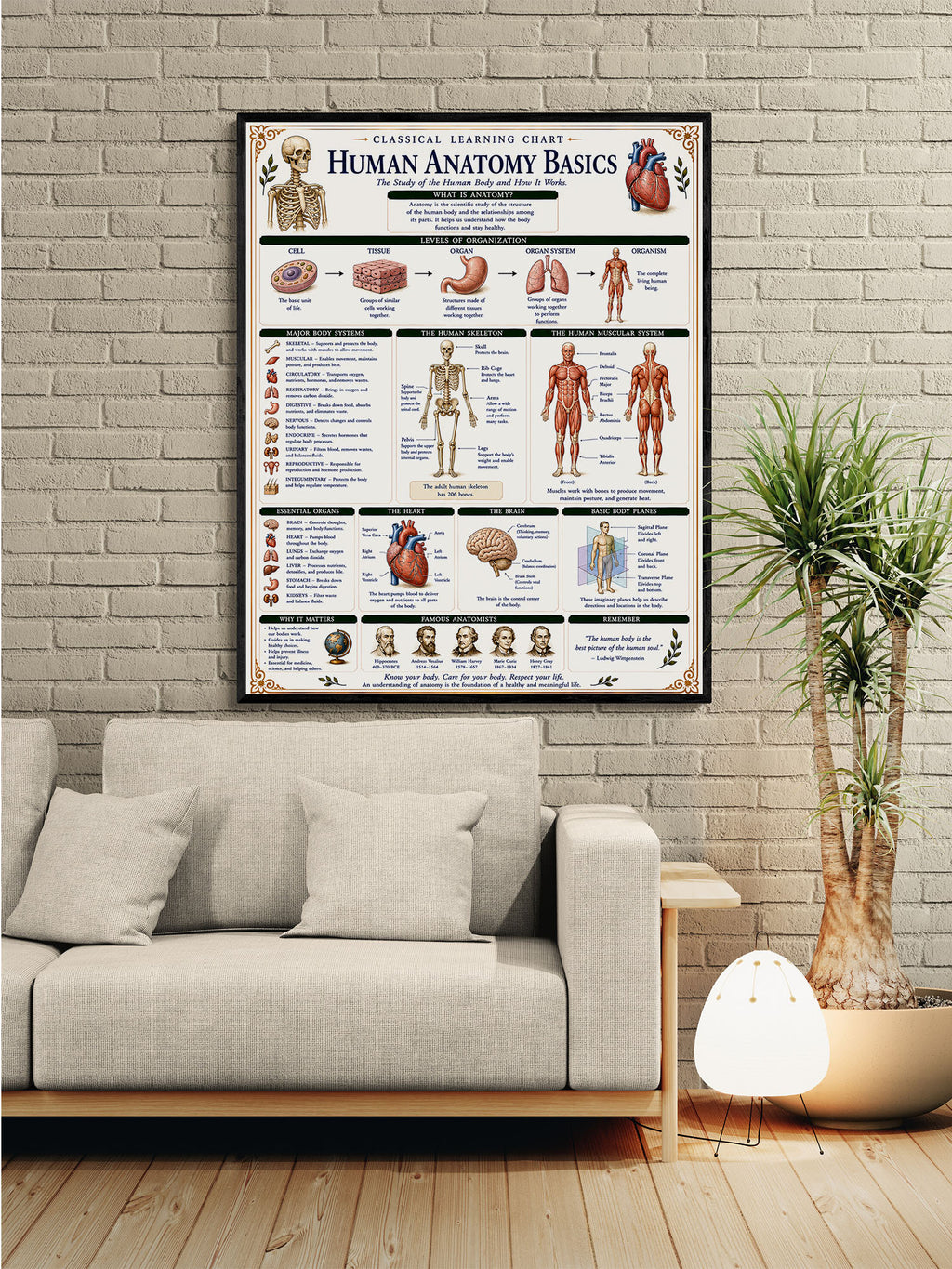 Human Anatomy Basics Classical Learning Chart
