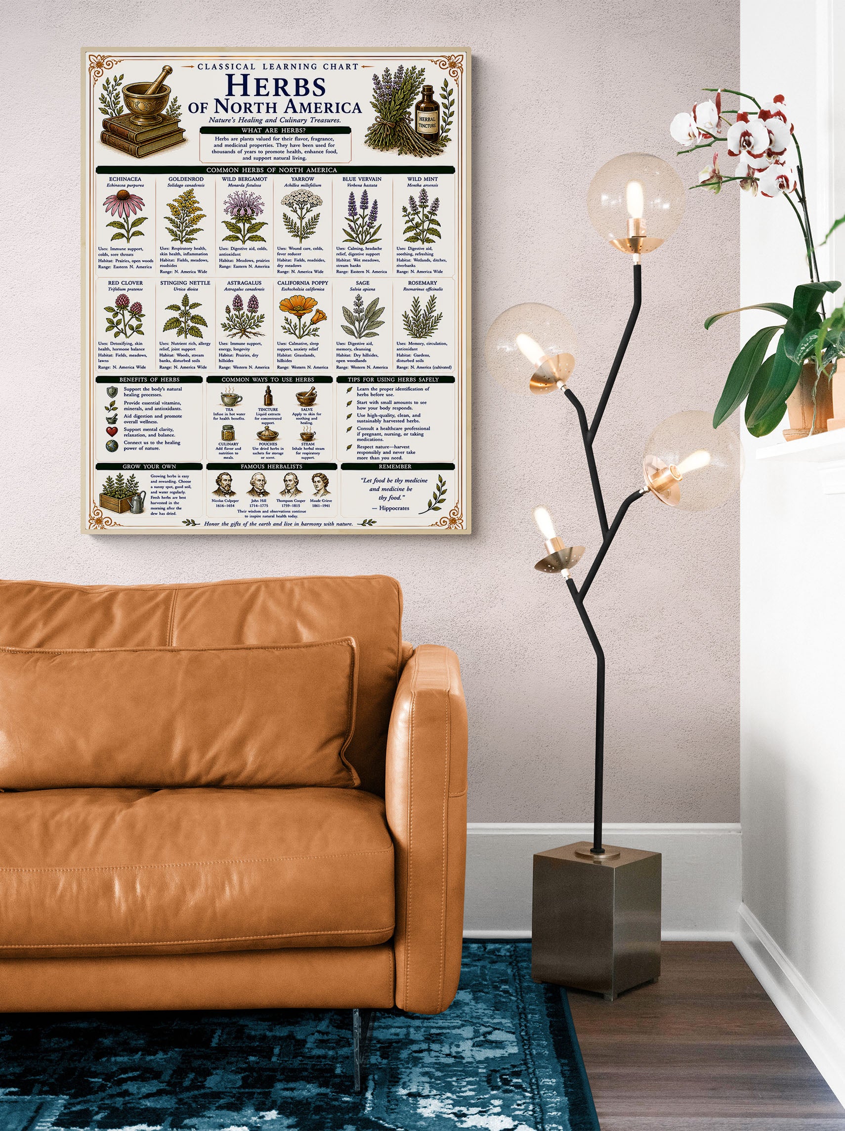 Herbs of North America Classical Learning Chart