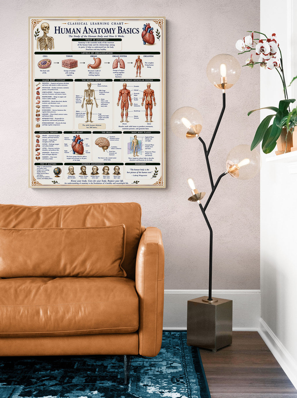 Human Anatomy Basics Classical Learning Chart