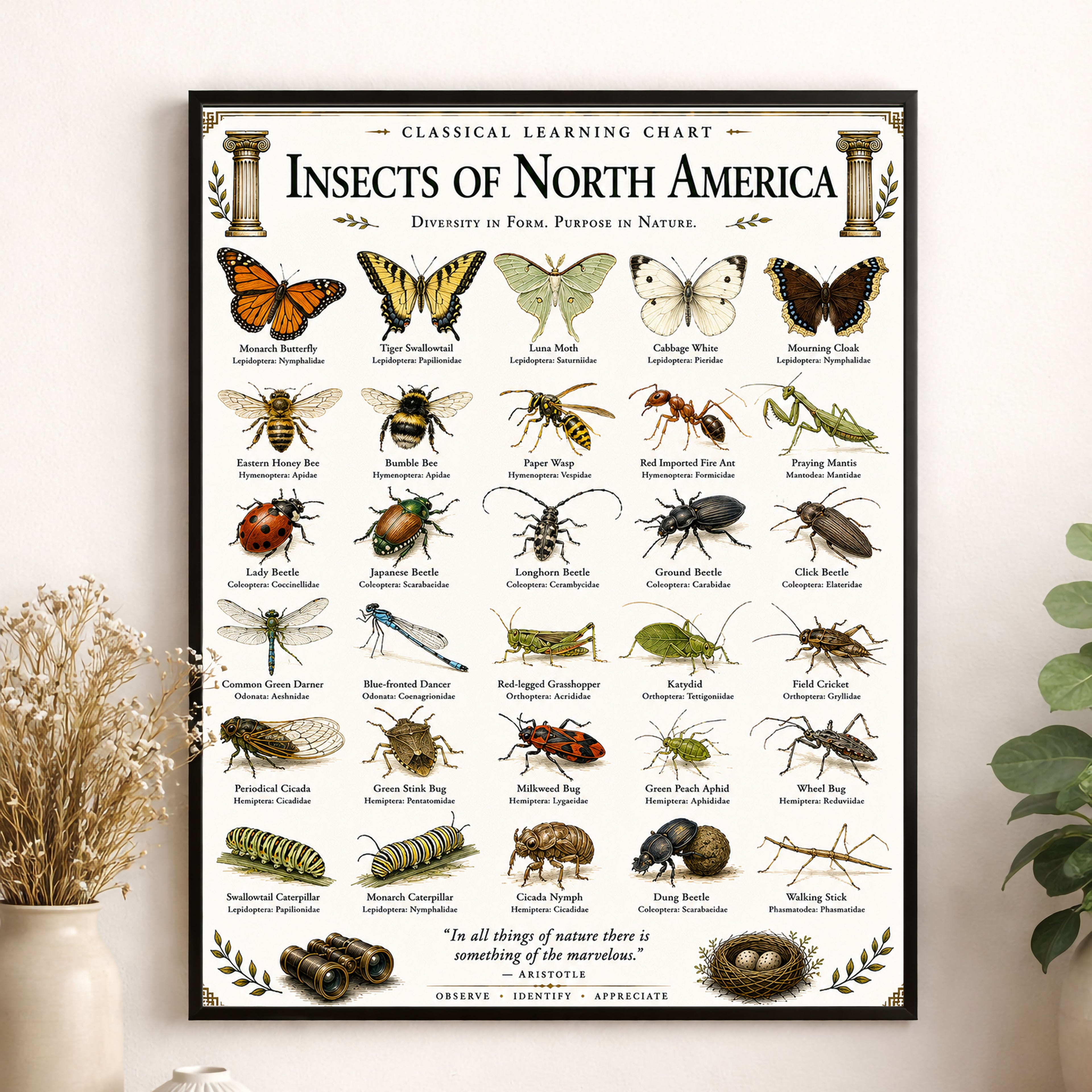 Insects of North America Educational Chart