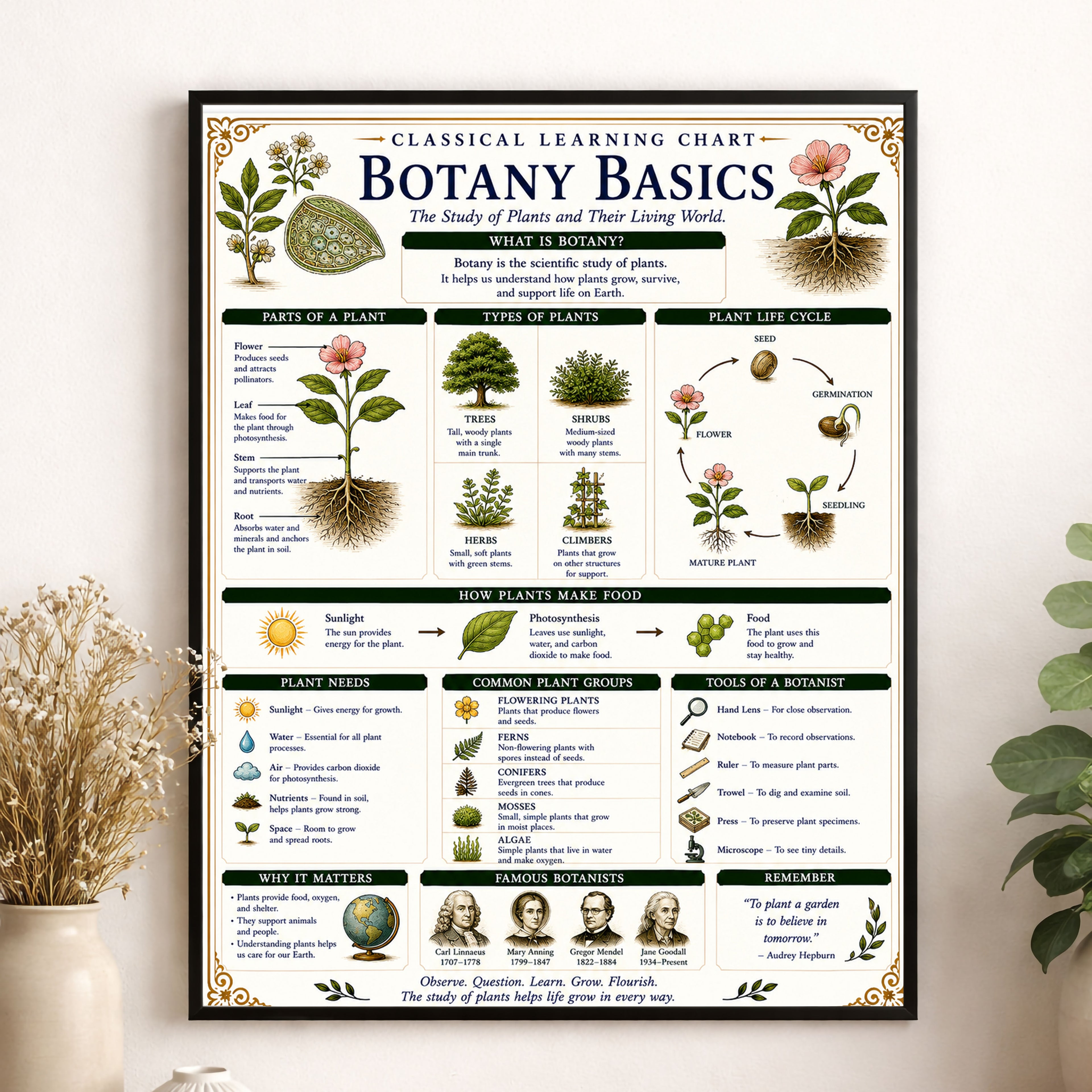 Botany Basics Classical Learning Chart