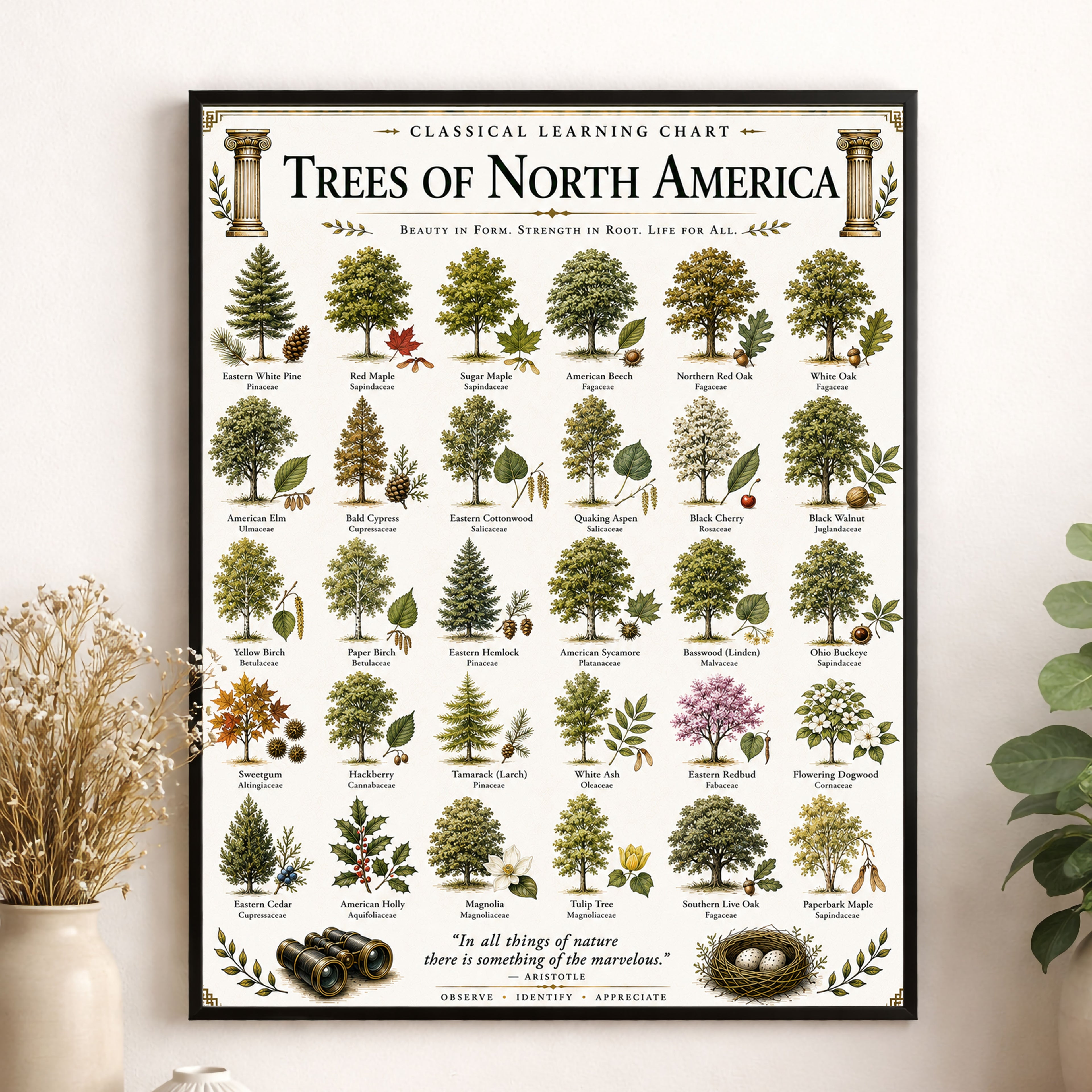 Trees of North America Educational Chart