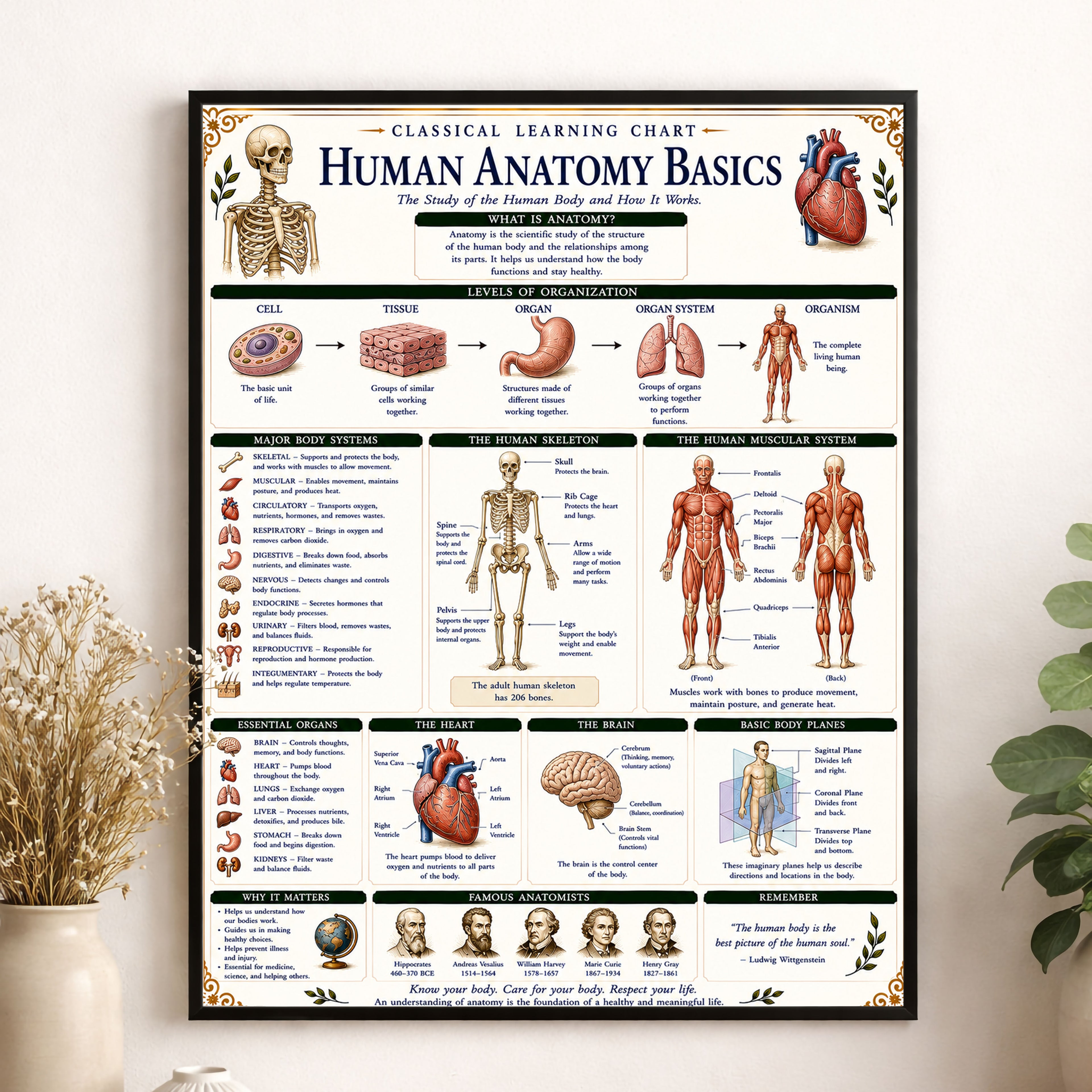 Human Anatomy Basics Classical Learning Chart