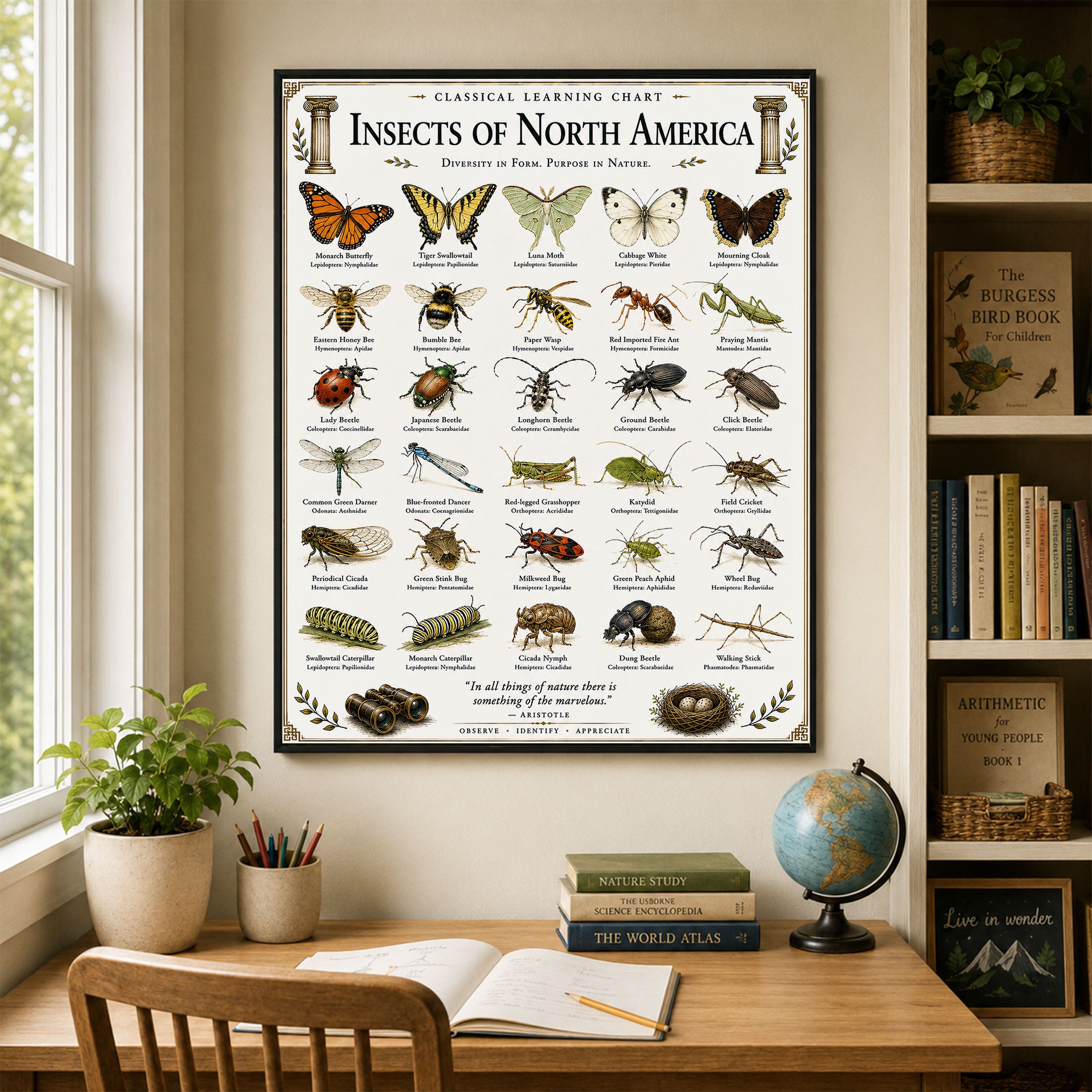 Insects of North America Educational Chart